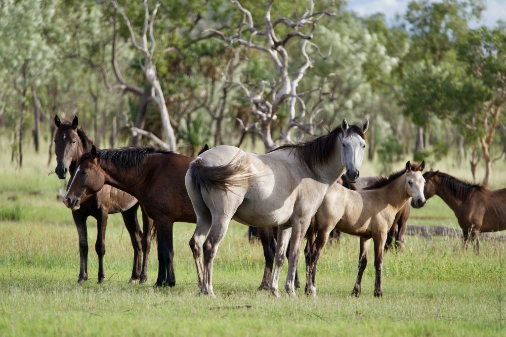 wild horses in kimberley region western australia