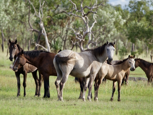wild horses in kimberley region western australia