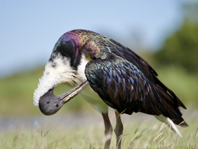 Straw-necked Ibis in Kununurra grooming