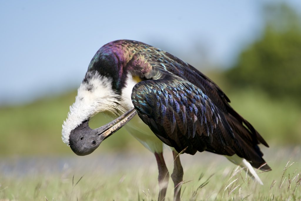 Straw-necked Ibis in Kununurra grooming
