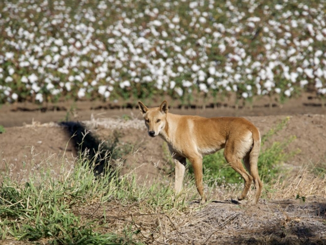 a dingo wild dog in front of a cotton field kununurra