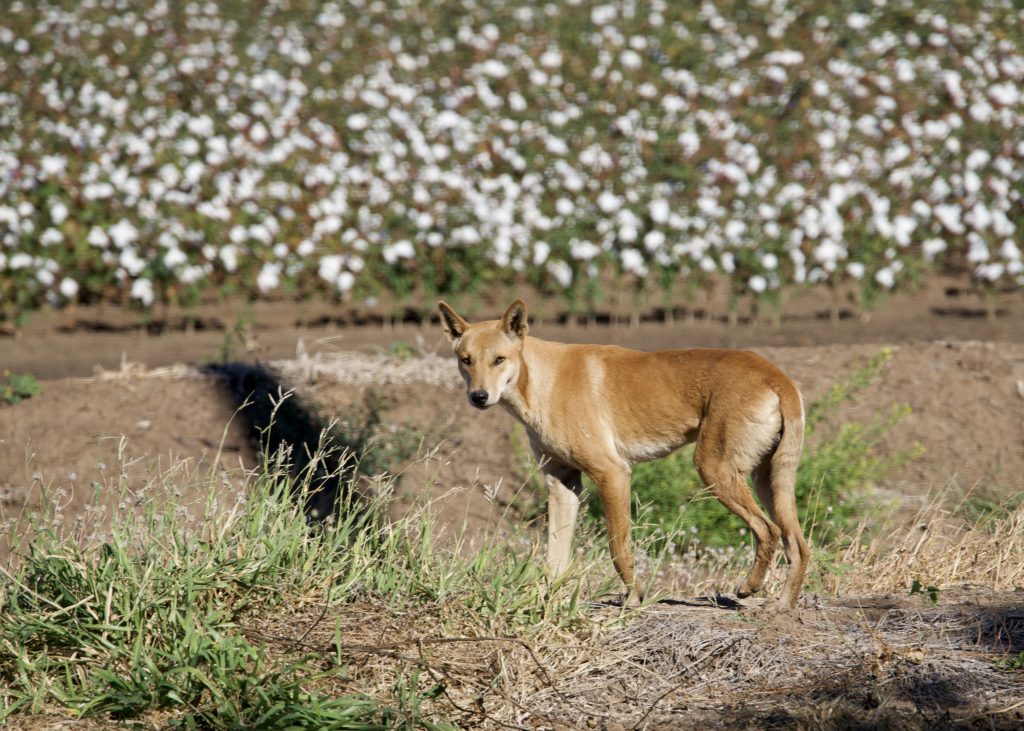 a dingo wild dog in front of a cotton field kununurra