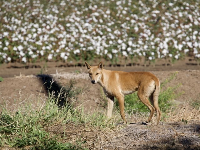 a dingo wild dog in front of a cotton field kununurra