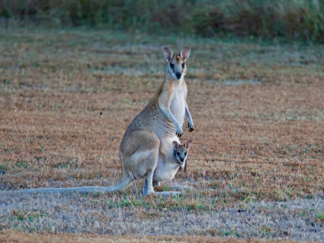 A wallaby with joey in pouch