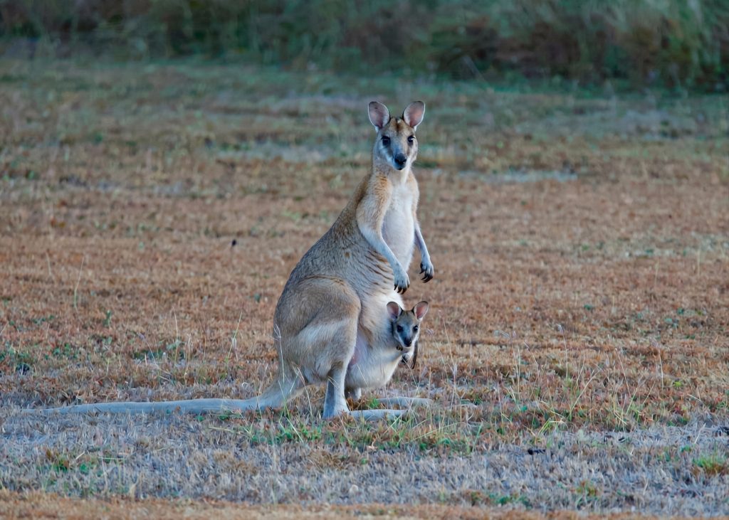 A wallaby with joey in pouch