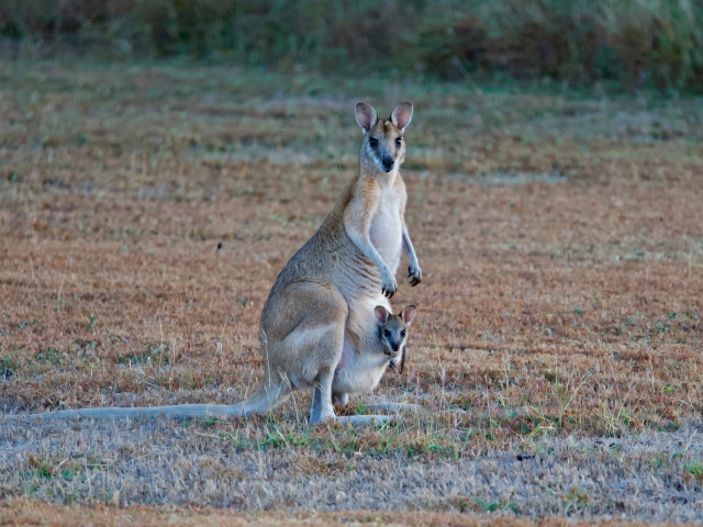 A wallaby with joey in pouch