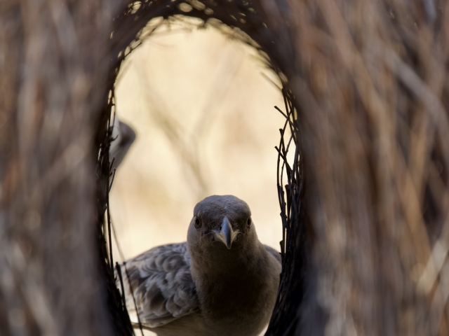 male bower bird in the making of his bower