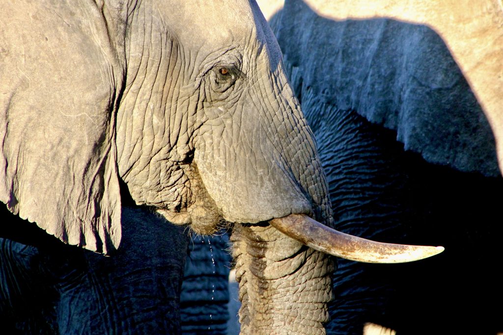 old bull elephant drinking water botswana