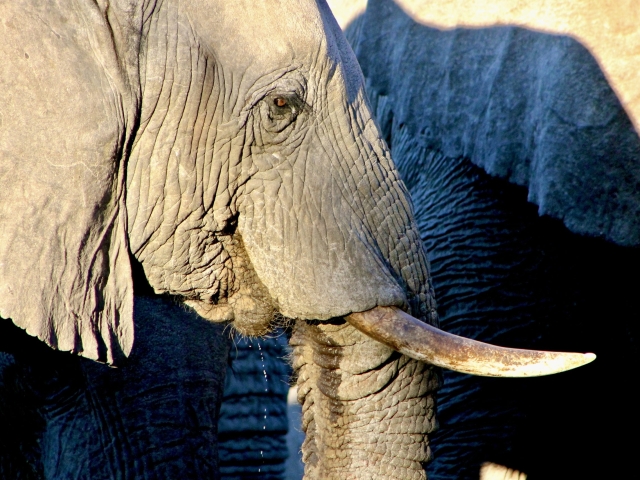 old bull elephant drinking water botswana