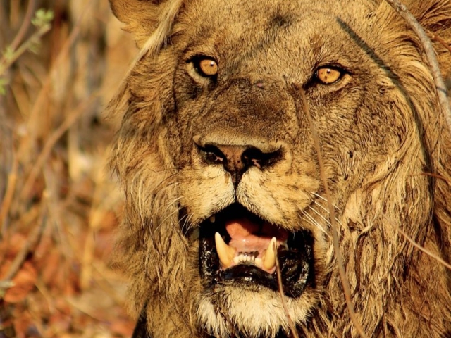 male lion close up portrait in botswana