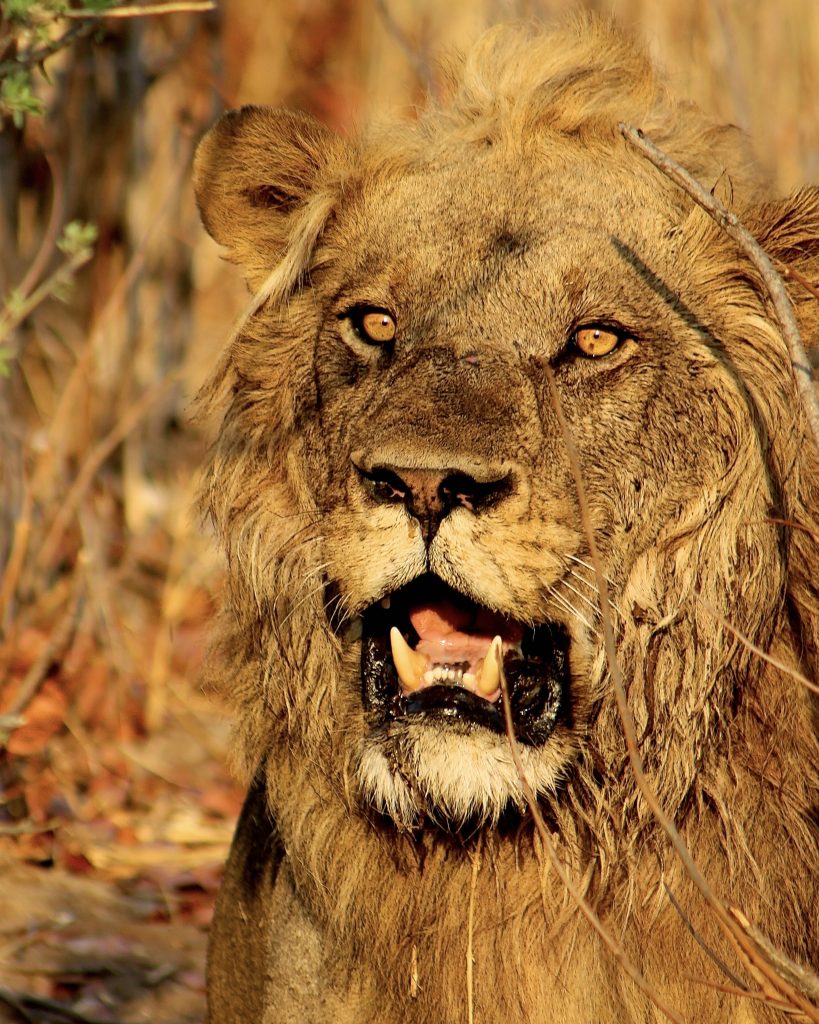 male lion close up portrait in botswana