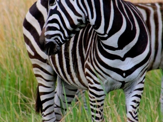 zebra in the bush botswana