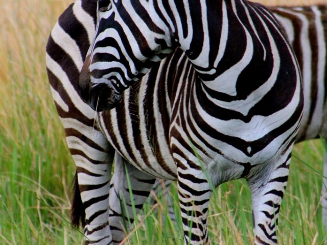 zebra in the bush botswana