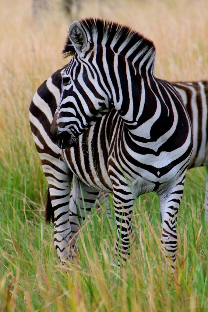 zebra in the bush botswana