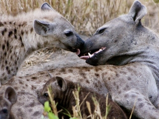 Spotted Hyena Matriarch with her Pups
