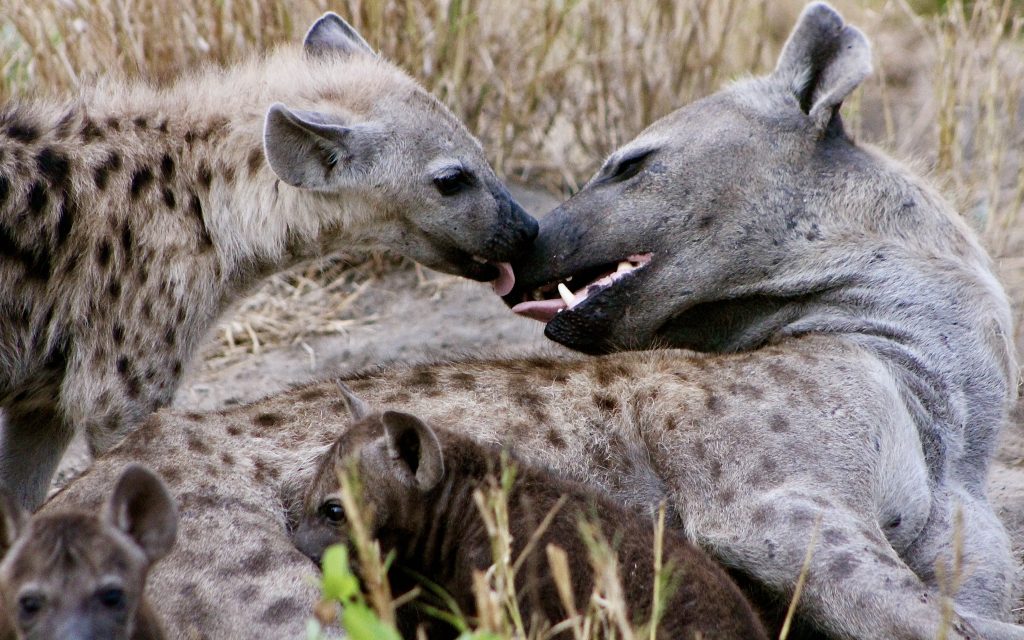 Spotted Hyena Matriarch with her Pups
