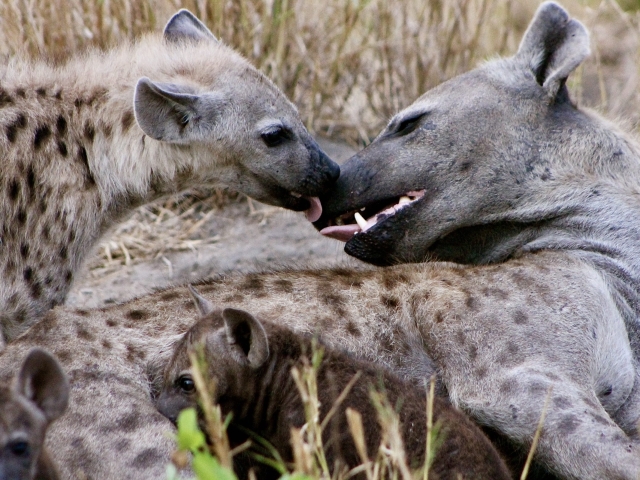 Spotted Hyena Matriarch with her Pups