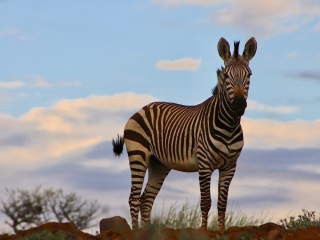 zebra sunrise daramaland namibia