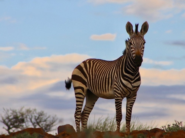 zebra sunrise daramaland namibia