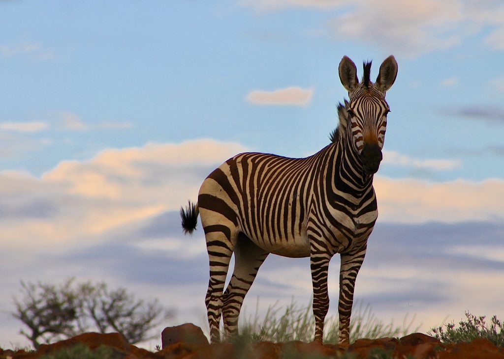 zebra sunrise daramaland namibia
