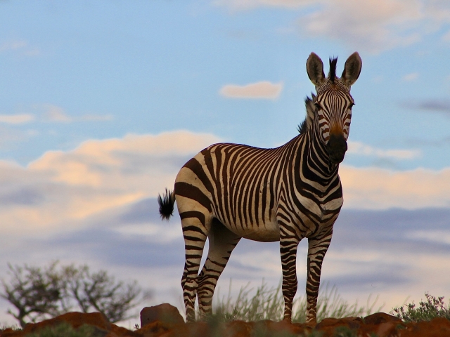 zebra sunrise daramaland namibia