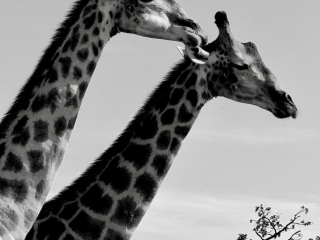 Two giraffes with distinctive spot patterns nuzzling each other, showcasing their affectionate bond in black and white.