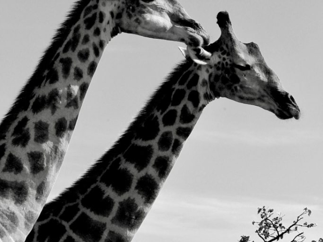pair of giraffe in Etosha Namibia