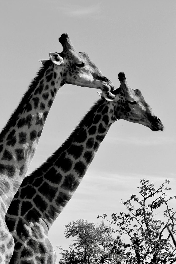 Two giraffes with distinctive spot patterns nuzzling each other, showcasing their affectionate bond in black and white.