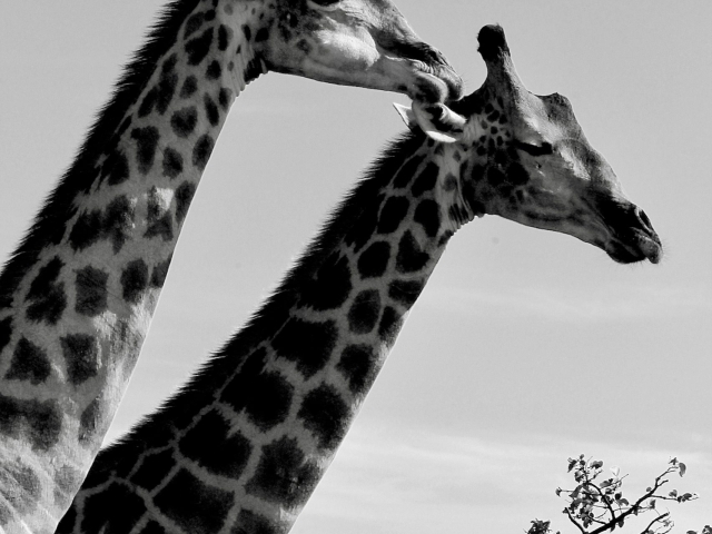 pair of giraffe in Etosha Namibia