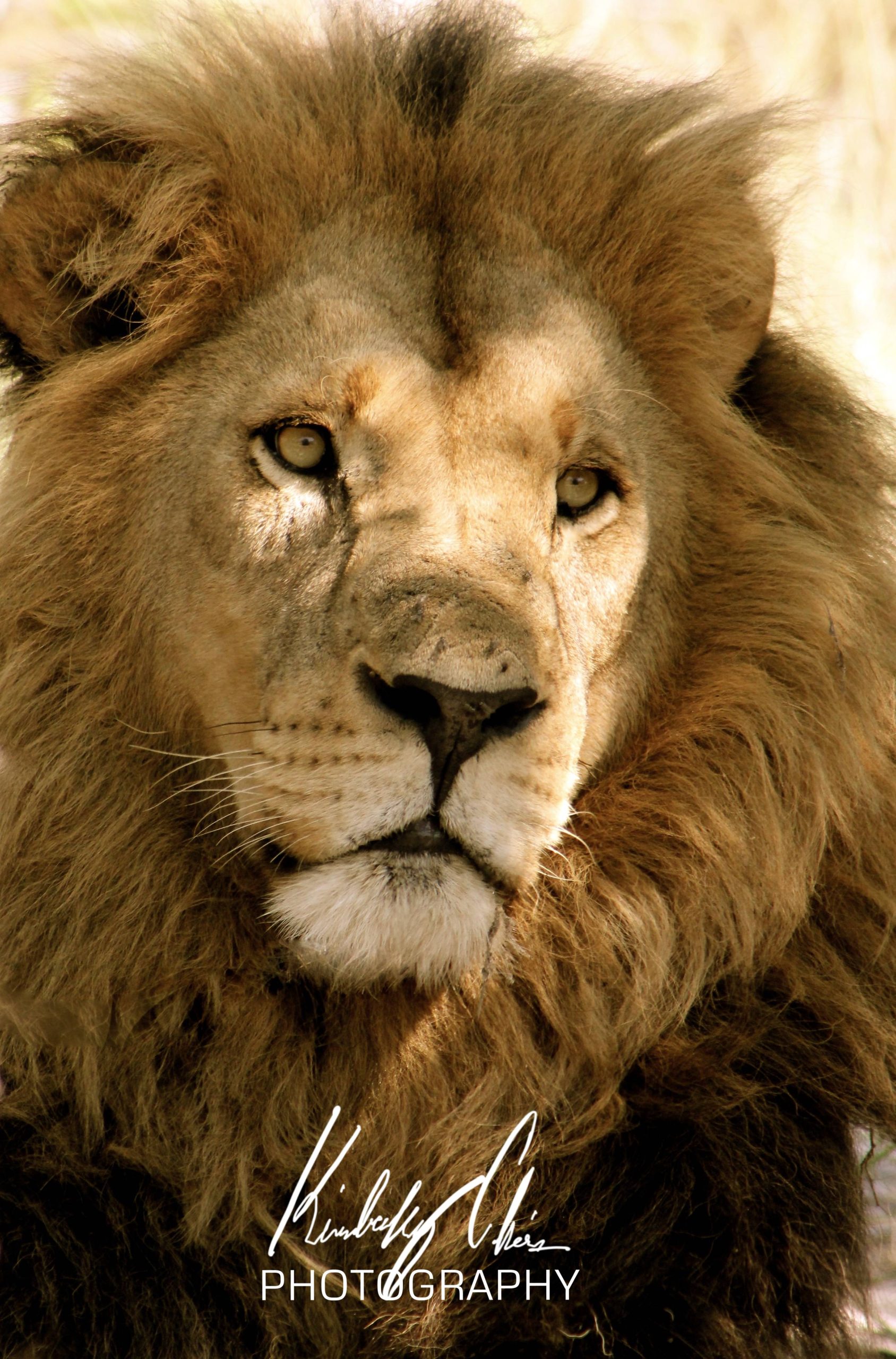 male lion with Kimberley Chris logo