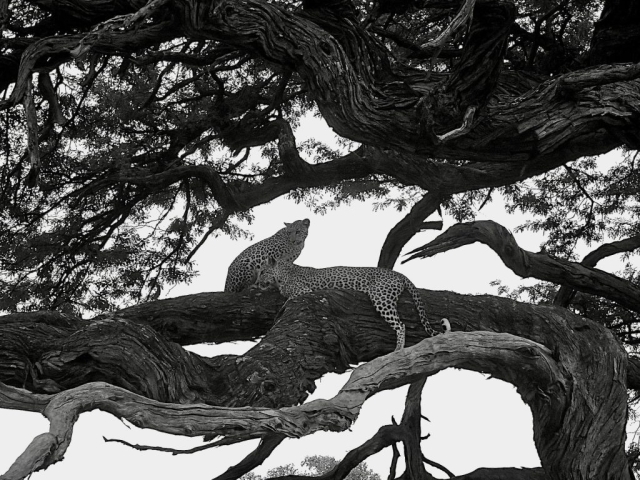 African leopard mother and cub in tree chobe national park botswana