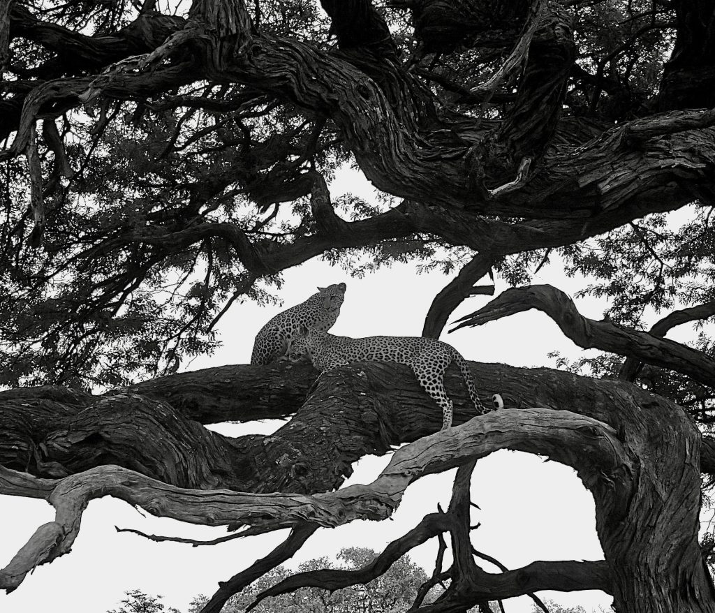 African leopard mother and cub in tree chobe national park botswana