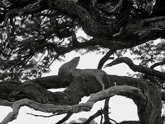 African leopard mother and cub in tree chobe national park botswana