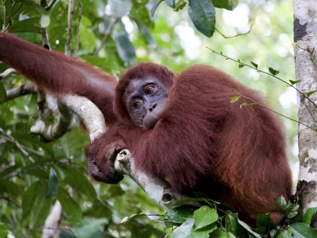 a wild orangutan in Kalimantan borneo indonesia