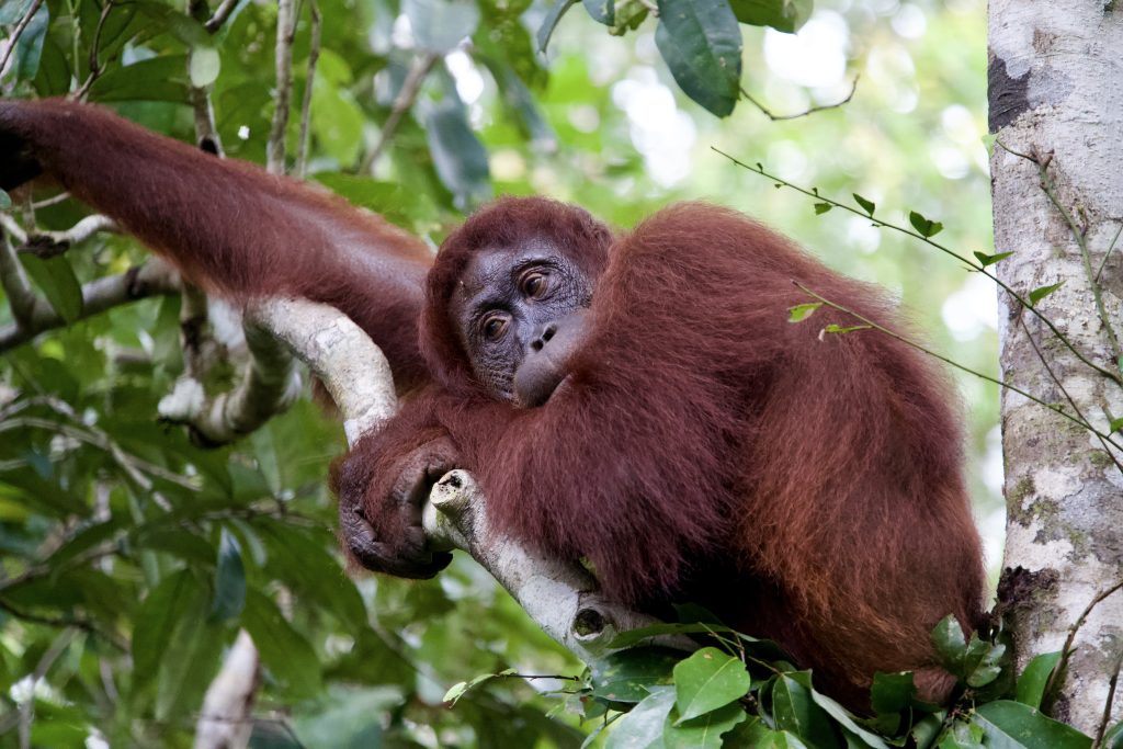 a wild orangutan in Kalimantan borneo indonesia