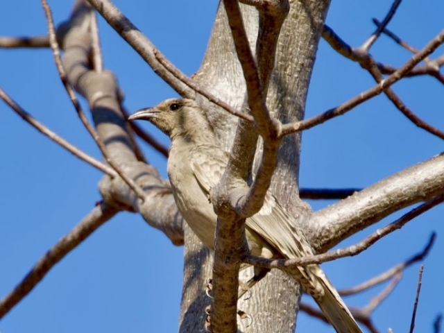 a male bower bird blends in perfectly to a boab tree