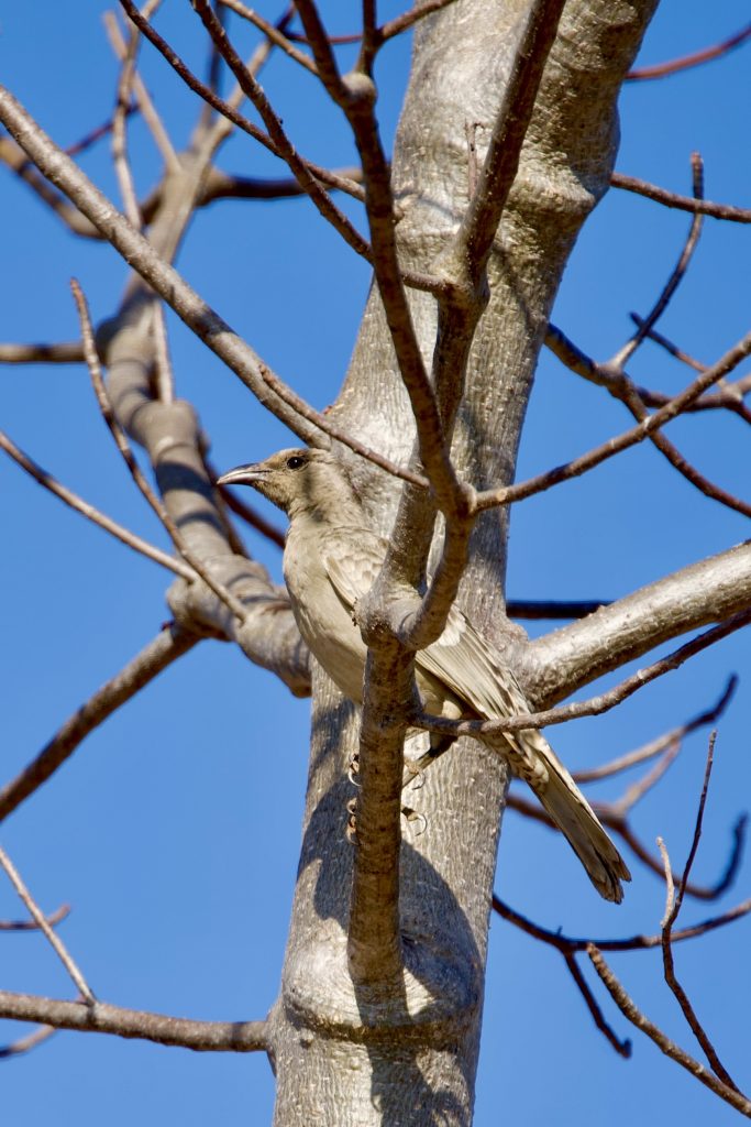 a male bower bird blends in perfectly to a boab tree