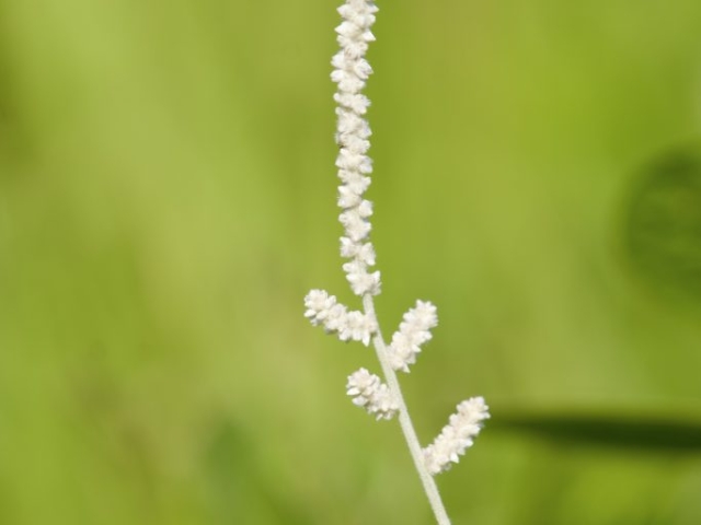 aerva javanica (burm.f.) schult. (kapok bush)
