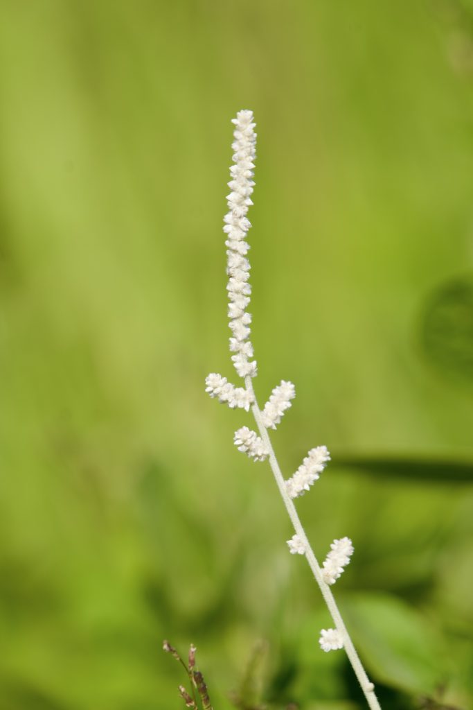 aerva javanica (burm.f.) schult. (kapok bush)