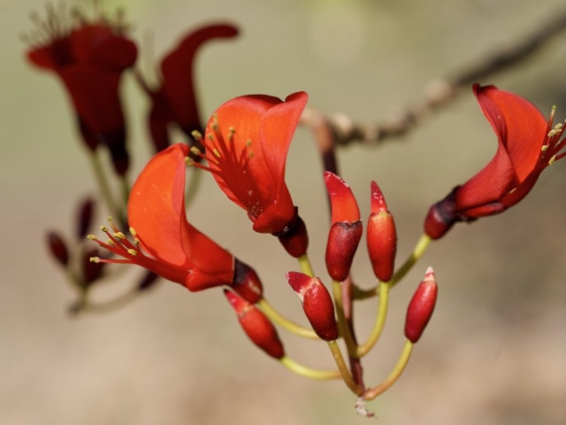 Bat-winged Flame Tree in bloom