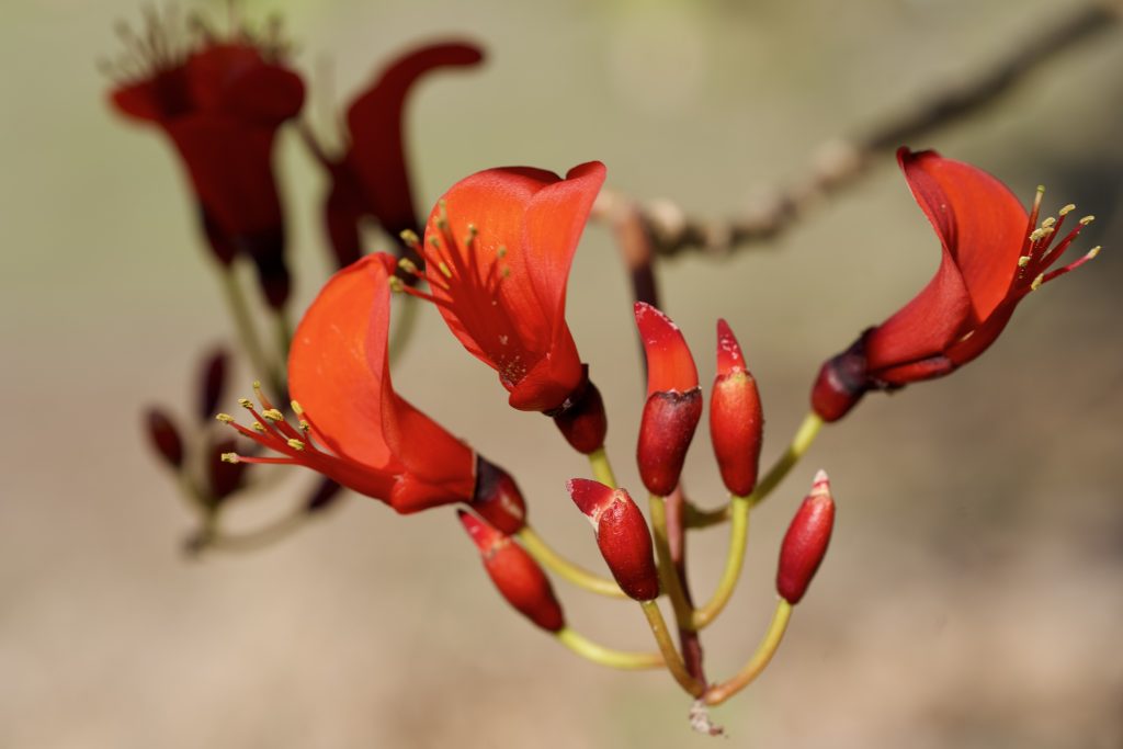Bat-winged Flame Tree in bloom