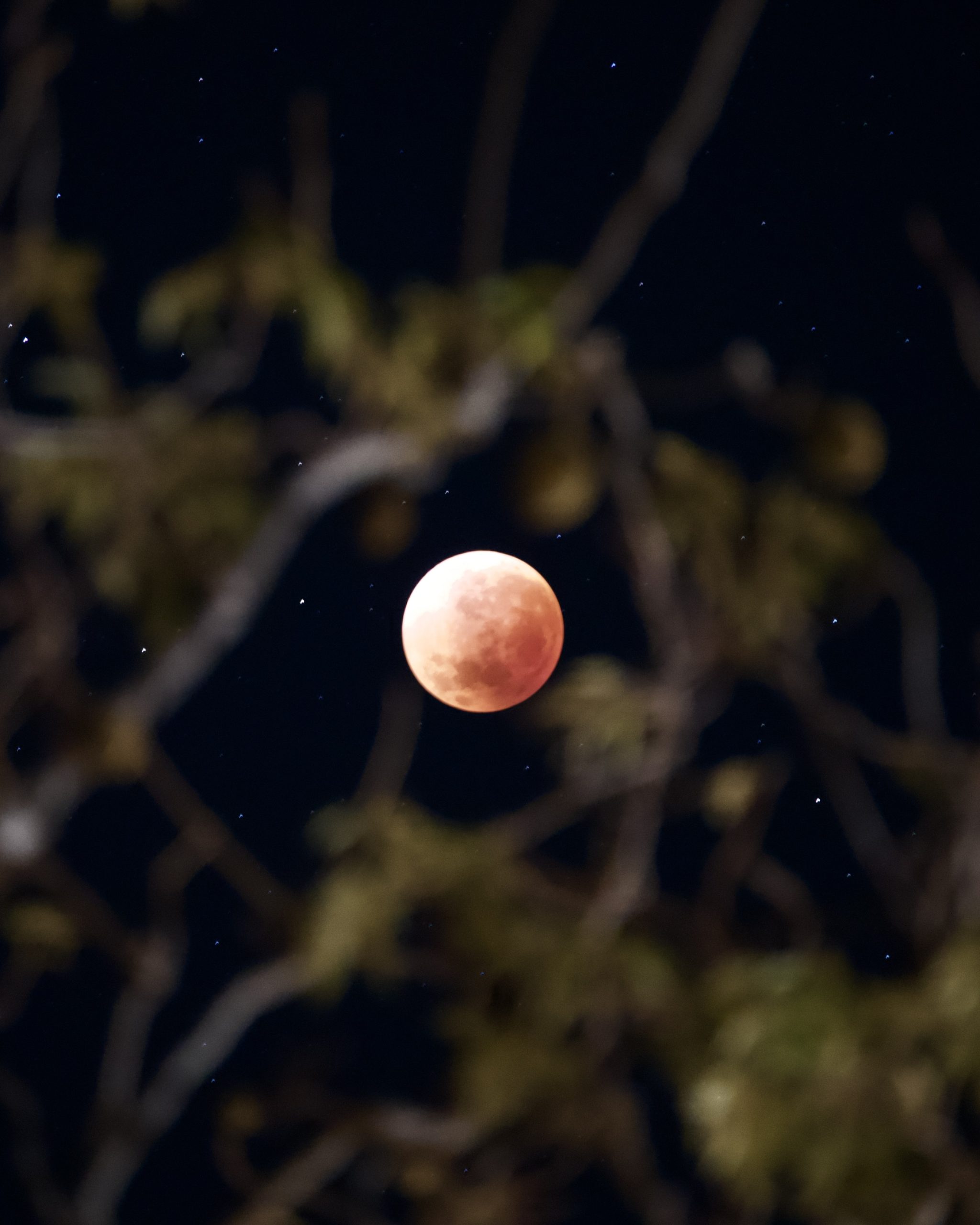 blood moon eclipse at the big boab tree, 2025