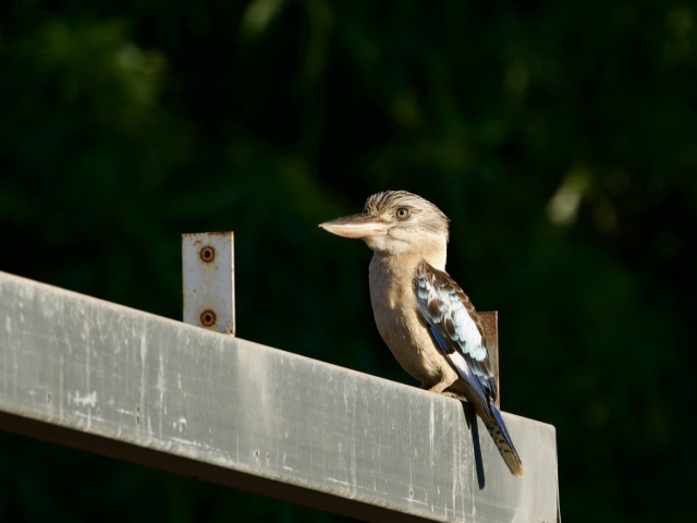 blue winged kookaburra looks on