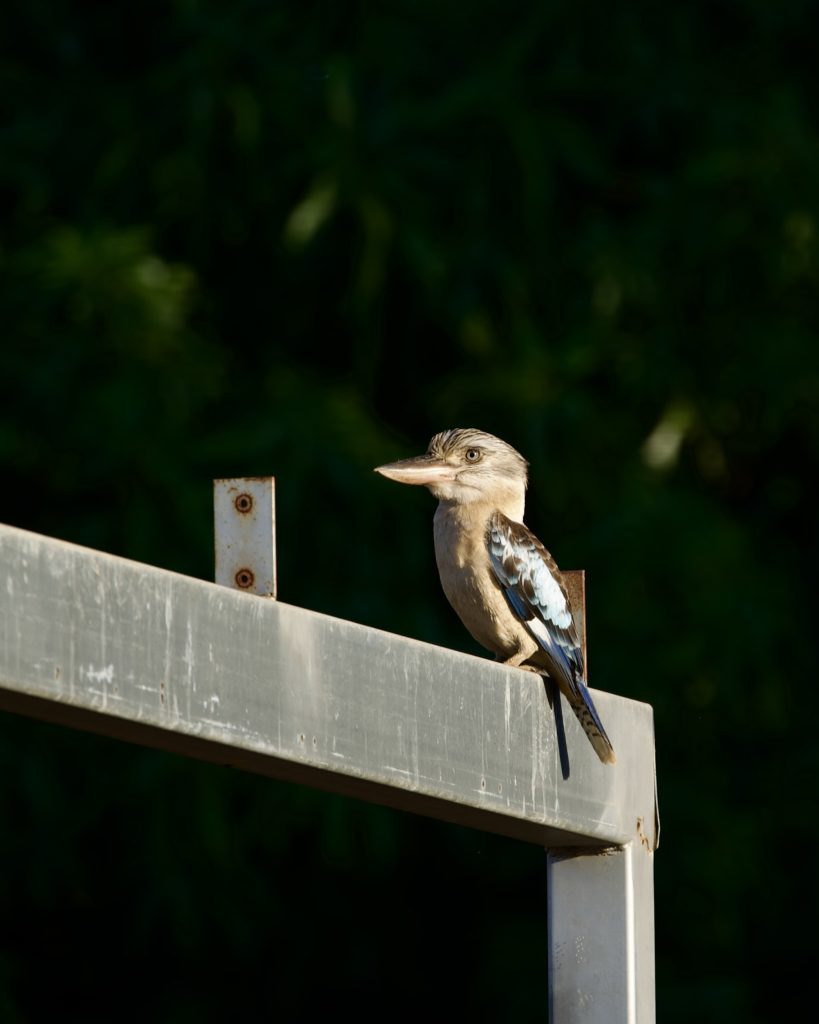 blue winged kookaburra looks on
