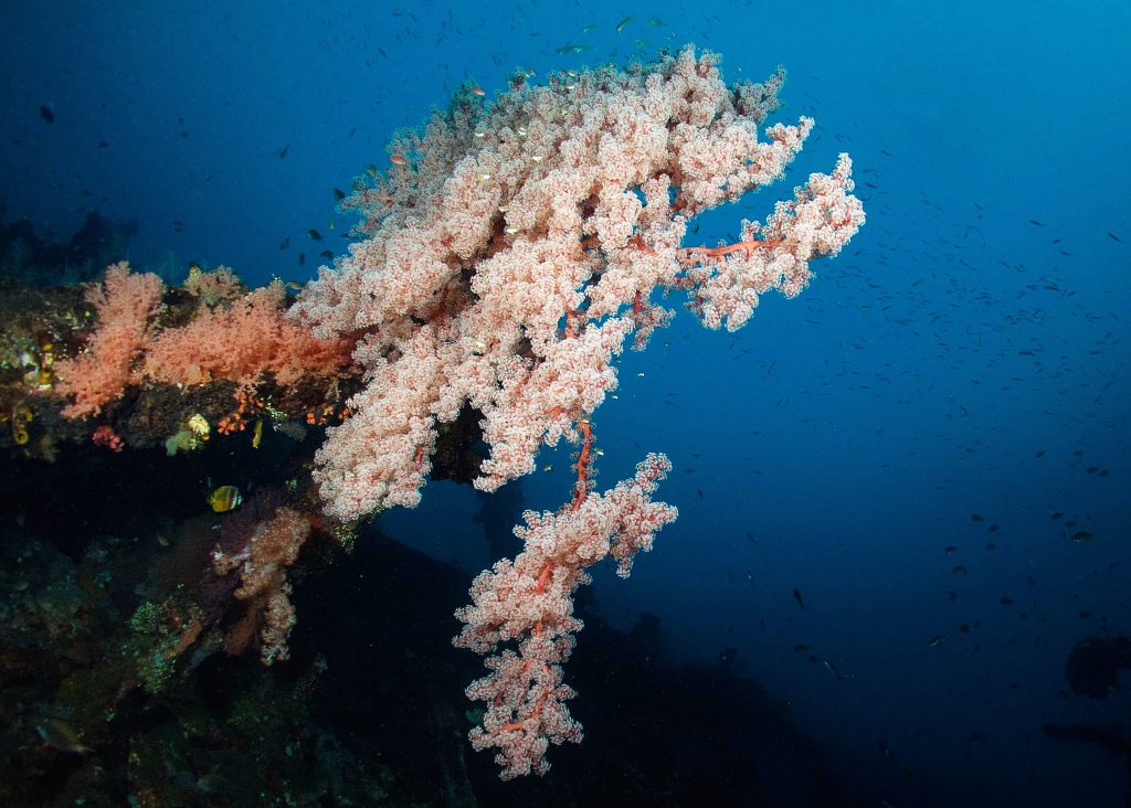 coral in Tulamben Indonesia