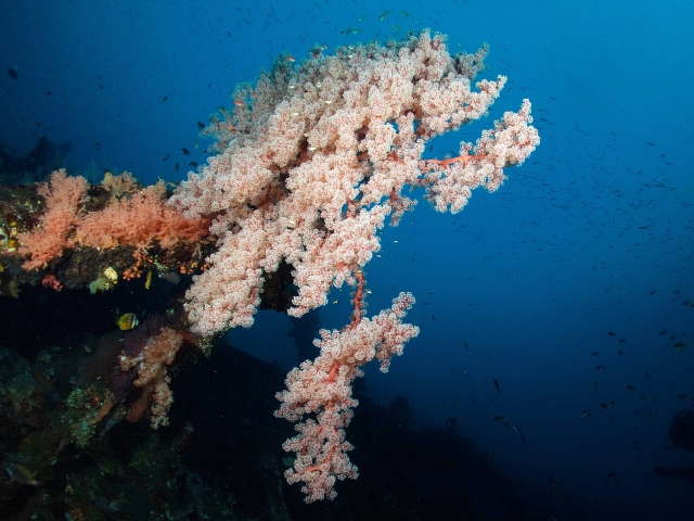 coral in Tulamben Indonesia