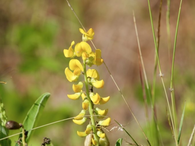 crotalaria retusa (wedge leaf rattlepod)