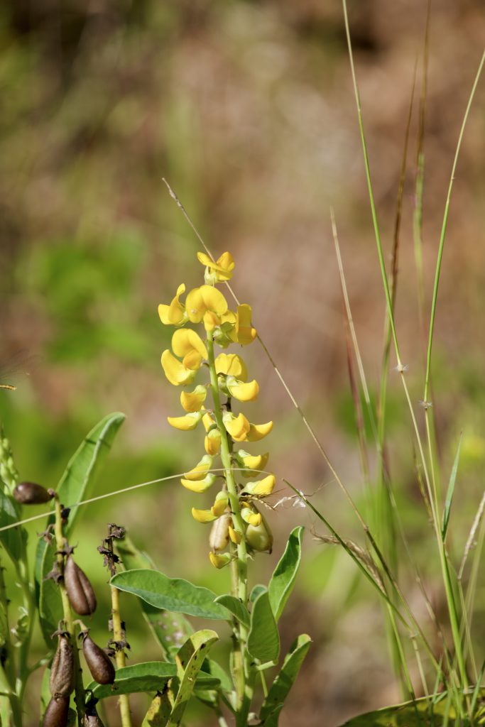 crotalaria retusa (wedge leaf rattlepod)