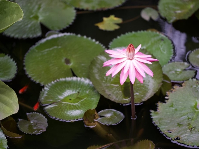water lilies in Indonesia
