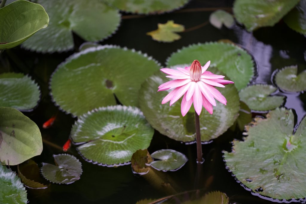 water lilies in Indonesia